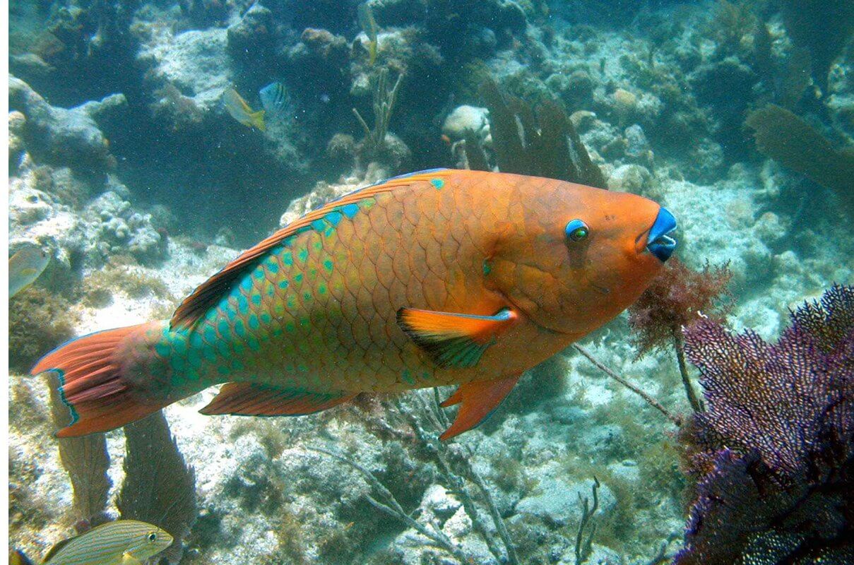 Cá Vẹt Parrotfish