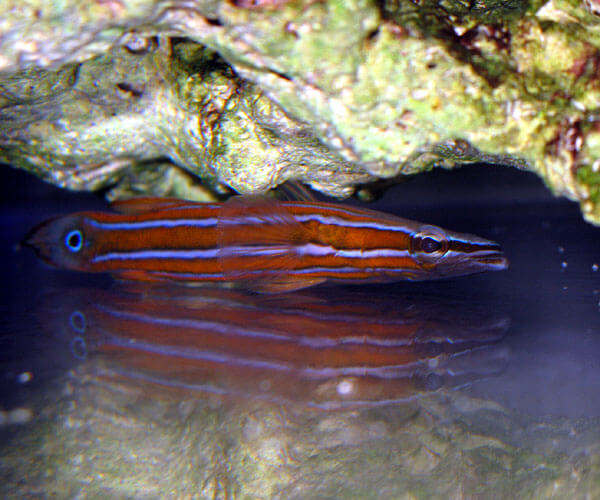 Cá Perch đầu dẹt