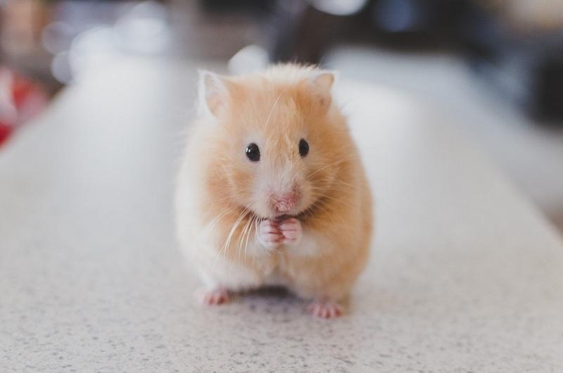 chuot hamster 1