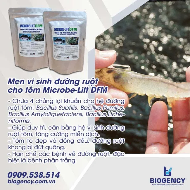 Làm gì để tăng sự thèm ăn cho tôm?