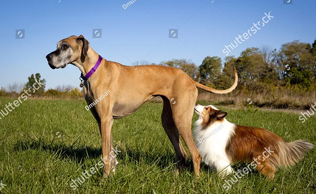 Chó nghiệp vụ đánh hơi