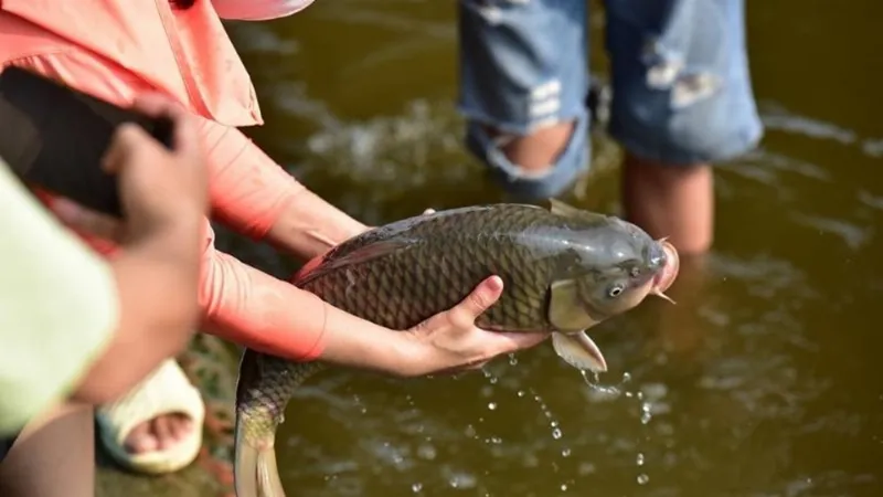Nghi thức phóng sanh cá chép ngày cúng ông táo về trời 