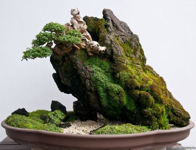 Cách chăm sóc cây cảnh bonsai cho người mới bắt đầu chơi