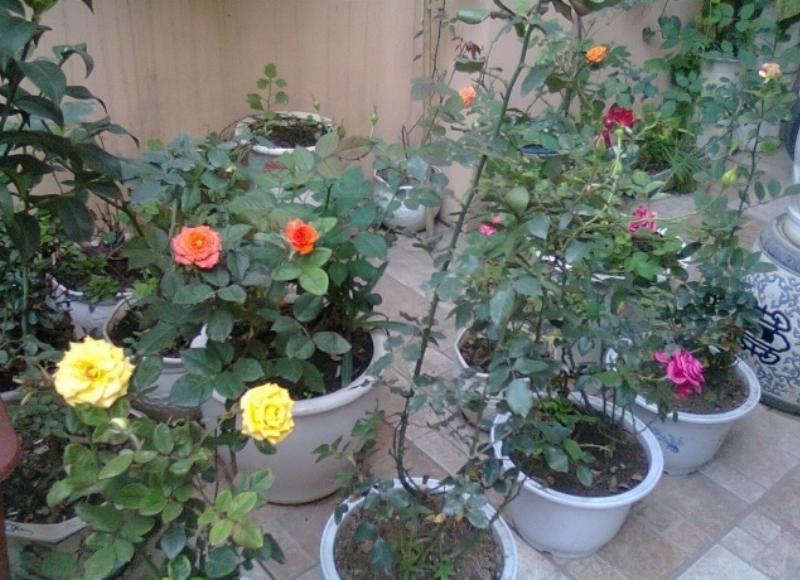 Minh họa cách bón phân DAP đúng kỹ thuật cho cây trồng