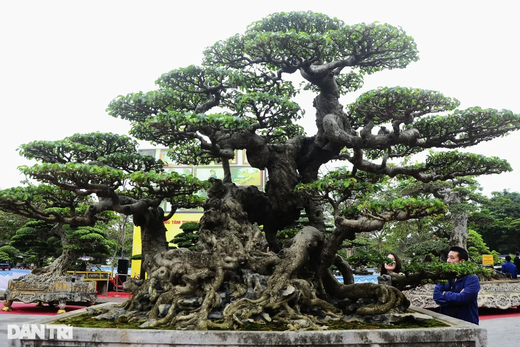 Những tác phẩm cây cảnh nghệ thuật có giá trị lên tới hàng tỷ đồng tại Việt Nam