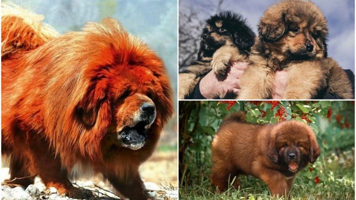 Tổng hợp những loài chó quý hiếm nhất trên thế giới