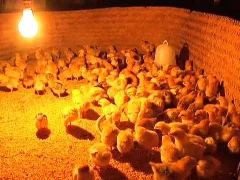 Gà con trong chuồng úm