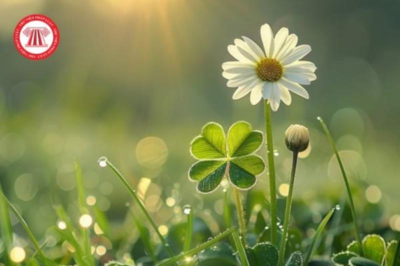 Mối liên hệ giữa lắc tay cỏ 4 lá và sự may mắn