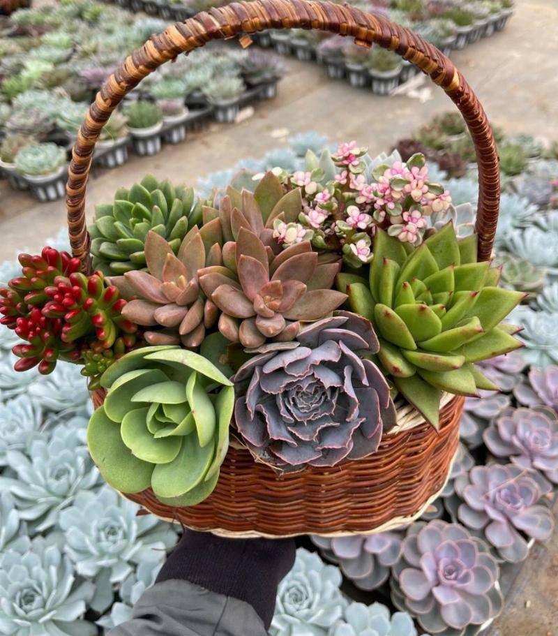 Người phụ nữ vui vẻ xách giỏ đi chợ đầy rau củ quả, biểu tượng của lợi ích và sự tiện lợi