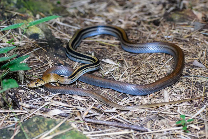 alt Rắn sọc dưa tại Việt Nam