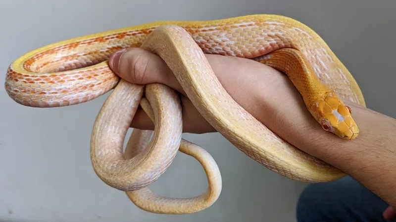 alt Vết cắn của rắn độc