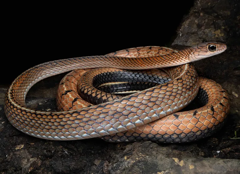 alt Sơ cứu khi bị rắn cắn