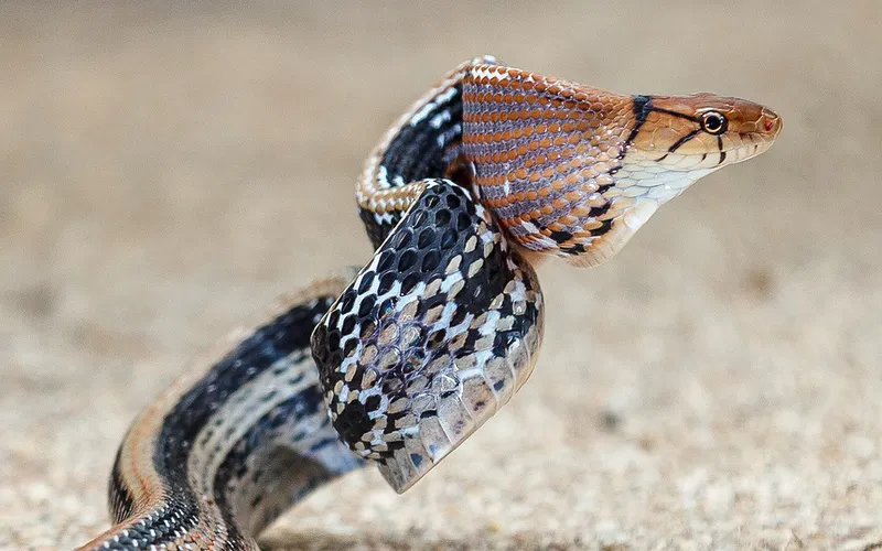 alt Rắn sọc dưa không có độc