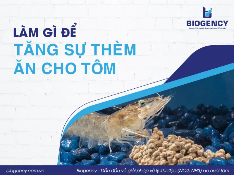 Làm gì để tăng sự thèm ăn cho tôm?
