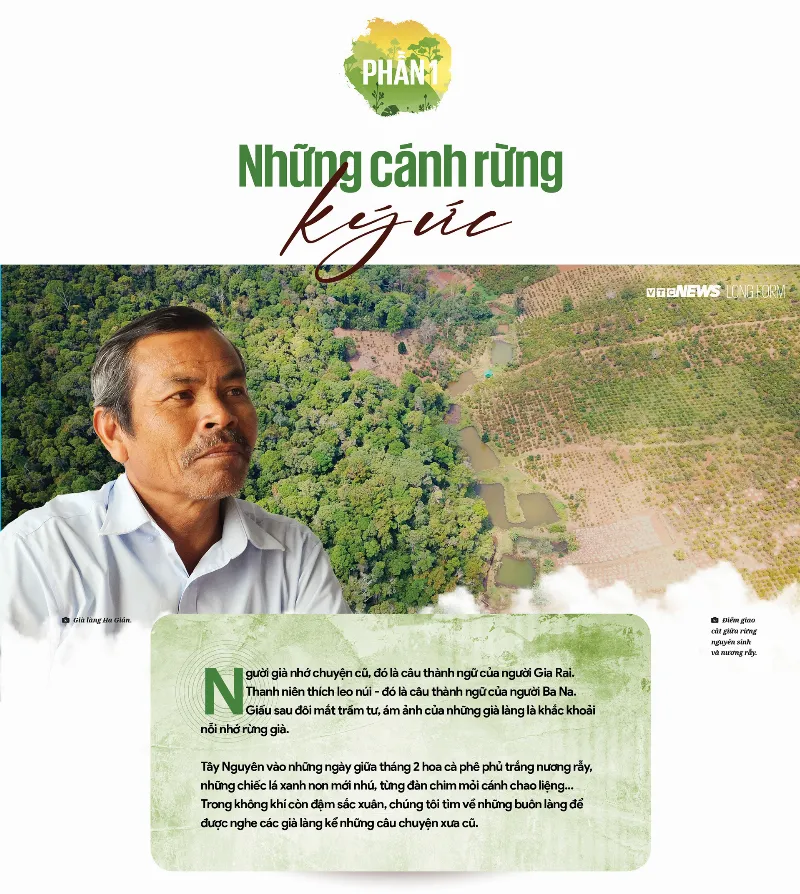 Ký ức về rừng xanh Tây Nguyên