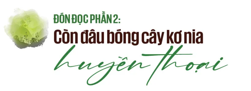 Hình ảnh rừng bị tàn phá