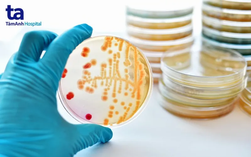 Vi khuẩn gây bệnh